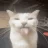 SillyKitty228