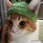 Cattasi